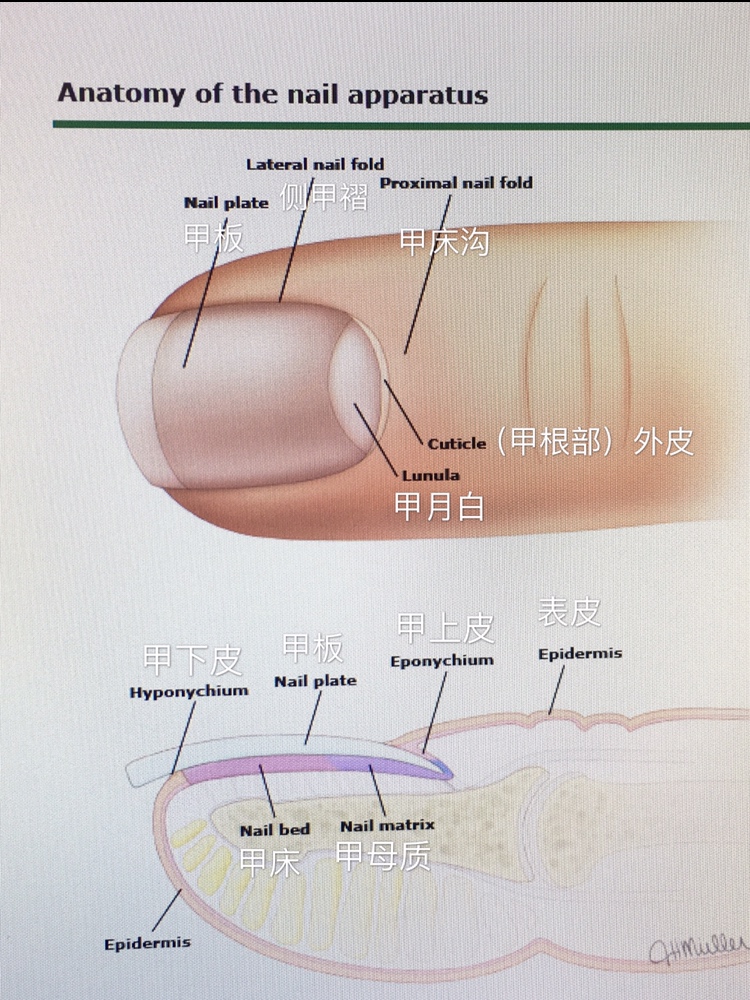 指甲上的“神秘”横线