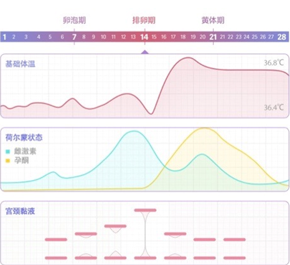 基础体温变化表现为,在孕激素分泌的影响下,体温在排卵后略有升高.