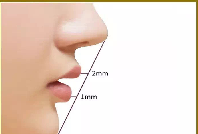 标准美鼻的测量