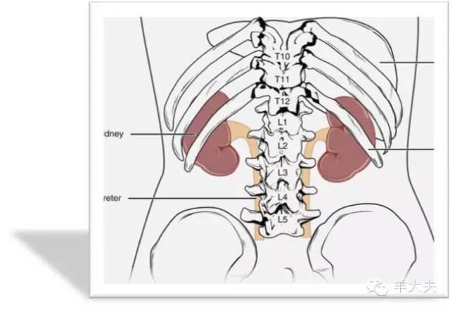 女人腰和肾的位置图图片